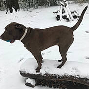Raider is registered to the contest to win money with this photo: animal, ball, brown_dog, canine, collar, daytime, dog, fence, frozen, landscape, log, nature, outdoor, pet, pile_of_logs, playful, snow, standing, tree, winter