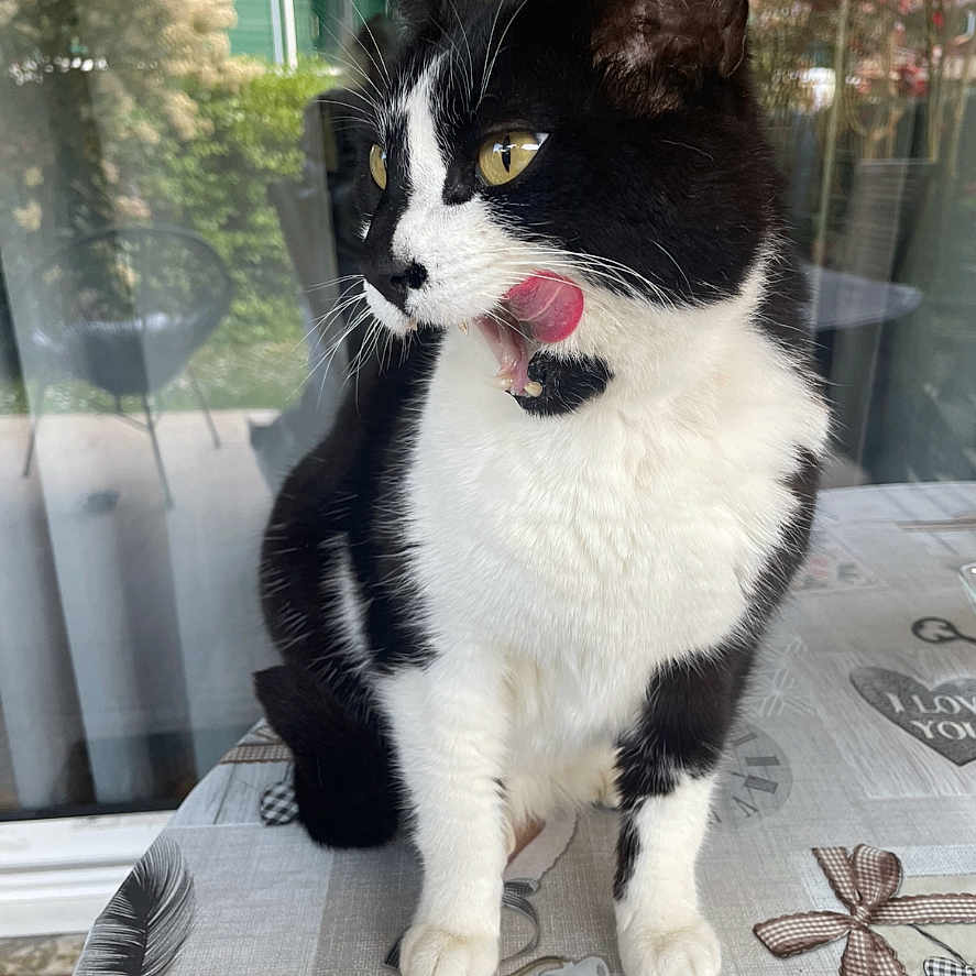 Peelou a rejoint le concours — aidez-le/la à gagner de superbes lots ! abyssinian, animal, blackcat, bodypart, cat, cream, dessert, food, hardwood, icing, kitten, manx, mouth, person, pet, plywood, siamese, text, tongue, wood
