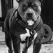 Steel is registered to the contest to win money with this photo: black_and_white, close_up, collar, dog, ears, eyes, floor, front_view, indoor, leash, muscular, paws, pet, pitbull, portrait, rug, snout, standing, staring, white_paws