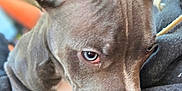 Steel joined the competition — help win amazing prizes! alloywheel, animal, blanket, bulldog, canine, clothing, dog, face, frenchbulldog, head, hood, hound, machine, person, pet, pitbull, puppy, snout, spoke, whitedog