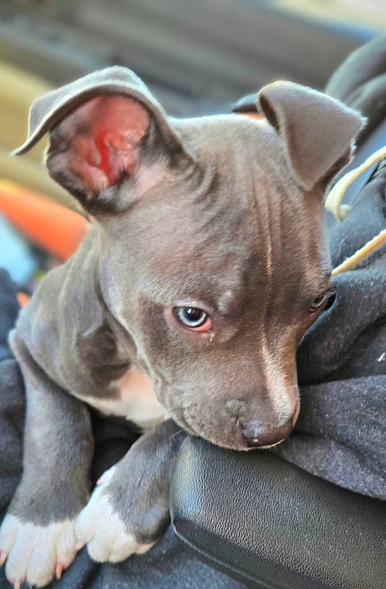 Steel joined the competition — help win amazing prizes! alloywheel, animal, blanket, bulldog, canine, clothing, dog, face, frenchbulldog, head, hood, hound, machine, person, pet, pitbull, puppy, snout, spoke, whitedog
