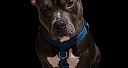 Steel is registered to the contest to win money with this photo: alert, animal, black_fur, blue_harness, canine, companion, cute, dog, domestic_animal, ears_up, friendly, indoor, looking_up, mammal, pet, portrait, sitting, well_groomed, white_chest, white_paws