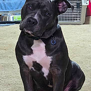 Steel joined the competition — help win amazing prizes! animal, attention, canine, carpet, collar, companion, curious, cute, dog, domestic, ears, floor, food_bowl, indoor, pet, pet_carrier, pitbull, sitting, white_chest, young_dog