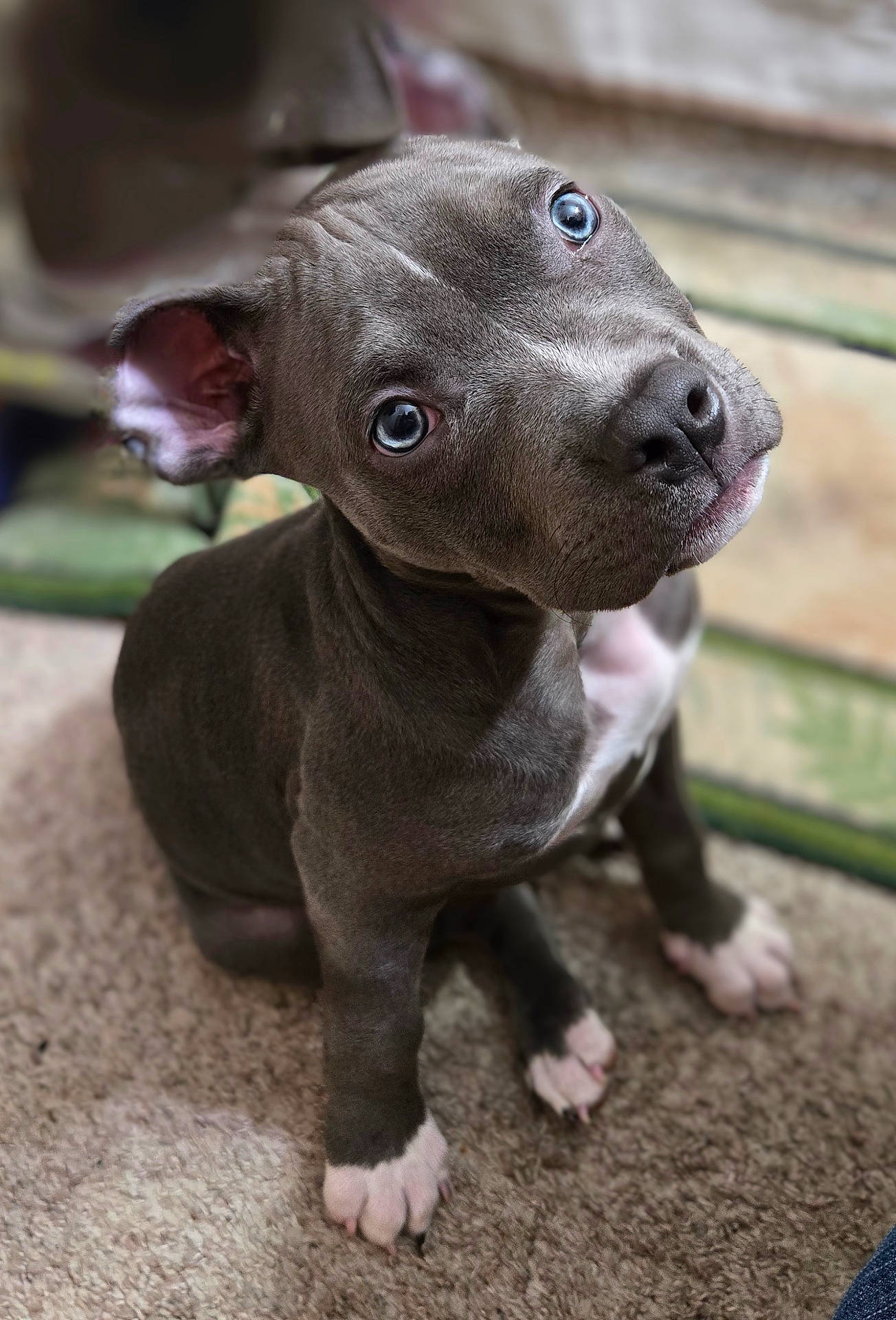 Steel joined the competition — help win amazing prizes! animal, boxer, bulldog, canine, dog, frenchbulldog, hound, labradorretriever, machine, pet, pitbull, pointer, puppy, snout, spoke