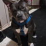 dog, indoor, pet, blue_harness, black_mat, curious, sitting, floor, ears, paw, animal, domestic_animal, looking_up, canine, household, companion, alert, muzzle, short_hair, white_markings