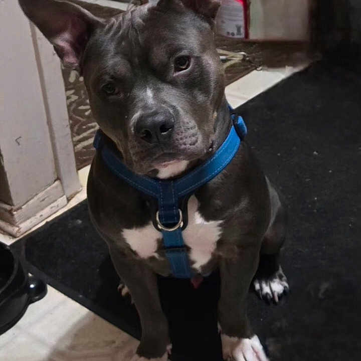 Steel joined the competition — help win amazing prizes! dog, indoor, pet, blue_harness, black_mat, curious, sitting, floor, ears, paw, animal, domestic_animal, looking_up, canine, household, companion, alert, muzzle, short_hair, white_markings