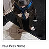 Steel is registered to the contest to win money with this photo: dog, blue_harness, indoor, black_mat, floor, pet, canine, animal, sitting, looking_up, home, tile_floor, doorway, wall, shadow, domestic, young_dog, alert, companion, cute