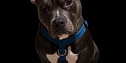 Steel is registered to the contest to win money with this photo: alert, animal, black_fur, blue_harness, canine, companion, cute, dog, domestic_animal, ears_up, friendly, indoor, looking_up, mammal, pet, portrait, sitting, well_groomed, white_chest, white_paws
