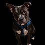Steel is registered to the contest to win money with this photo: dog, canine, pet, sitting, blue_harness, black_fur, white_paws, white_chest, portrait, looking_up, ears_up, indoor, domestic_animal, cute, animal, friendly, companion, mammal, alert, well_groomed
