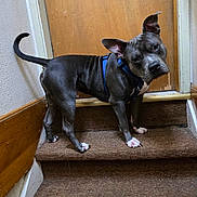 Steel is registered to the contest to win money with this photo: banister, blue_harness, canine, carpet, curious, dog, domestic_animal, head_tilt, home_interior, indoor, looking_at_camera, paw, pet, pitbull, portrait, staircase, stairs, tail, wall, wooden_door