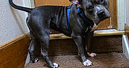 Steel is registered to the contest to win money with this photo: banister, blue_harness, canine, carpet, curious, dog, domestic_animal, head_tilt, home_interior, indoor, looking_at_camera, paw, pet, pitbull, portrait, staircase, stairs, tail, wall, wooden_door