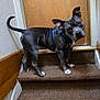 banister, blue_harness, canine, carpet, curious, dog, domestic_animal, head_tilt, home_interior, indoor, looking_at_camera, paw, pet, pitbull, portrait, staircase, stairs, tail, wall, wooden_door