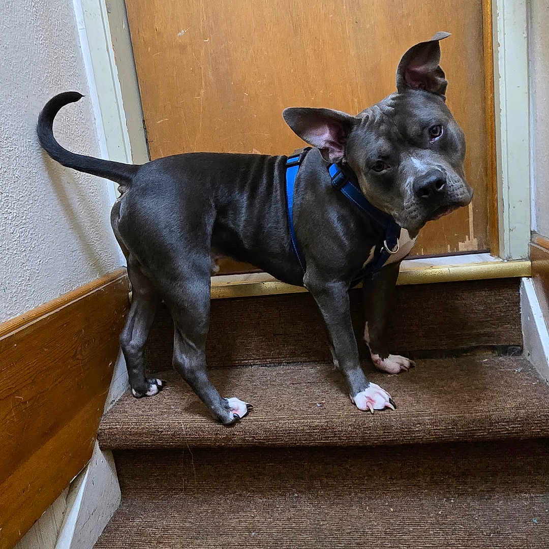 Steel is registered to the contest to win money with this photo: banister, blue_harness, canine, carpet, curious, dog, domestic_animal, head_tilt, home_interior, indoor, looking_at_camera, paw, pet, pitbull, portrait, staircase, stairs, tail, wall, wooden_door