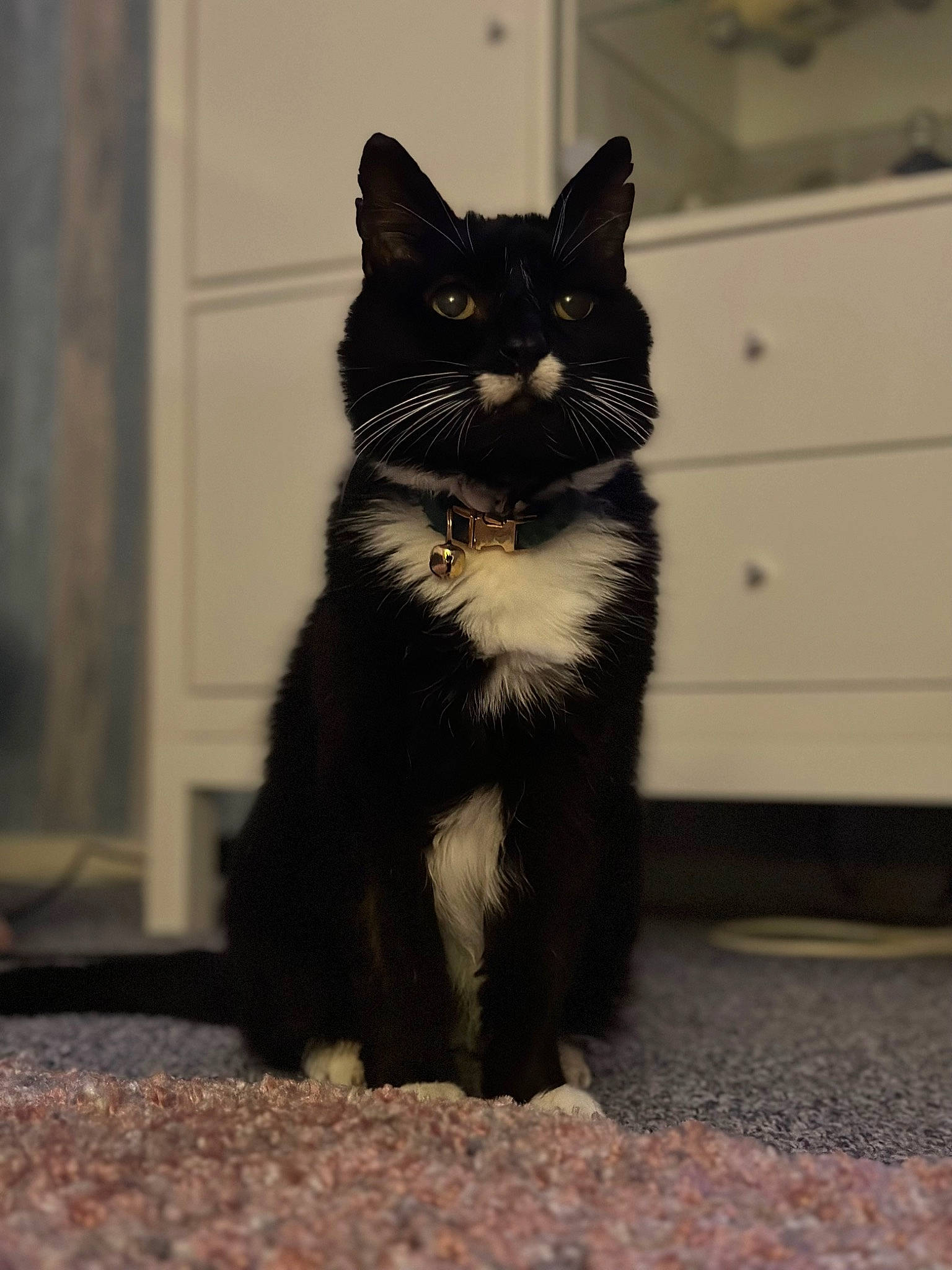 Ali joined the competition — help win amazing prizes! black_cat, carnivore, cat, claw, domestic_short_haired_cat, felidae, formal_wear, fur, paw, shadow, sitting, small_to_medium_sized_cats, snout, tail, terrestrial_animal, tints_and_shades, whiskers, window