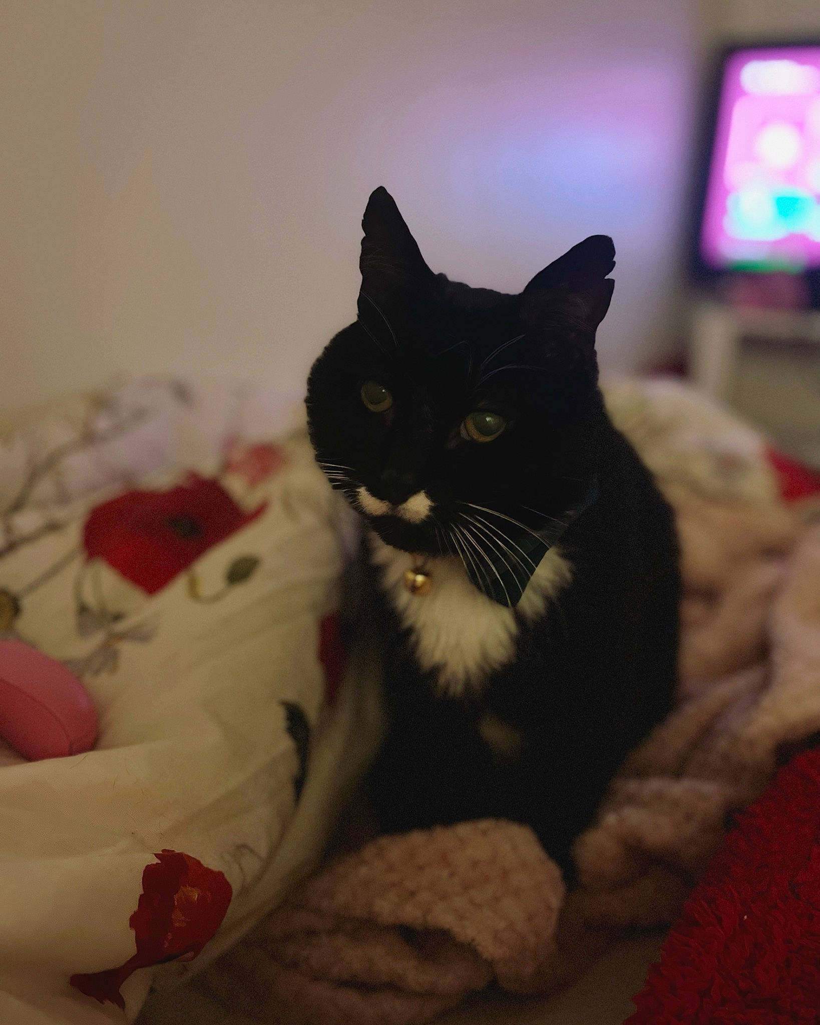 Ali joined the competition — help win amazing prizes! black_cat, box, carmine, carnivore, cat, claw, comfort, domestic_short_haired_cat, felidae, fur, grey, linens, paw, room, sitting, small_to_medium_sized_cats, snout, tail, television, whiskers