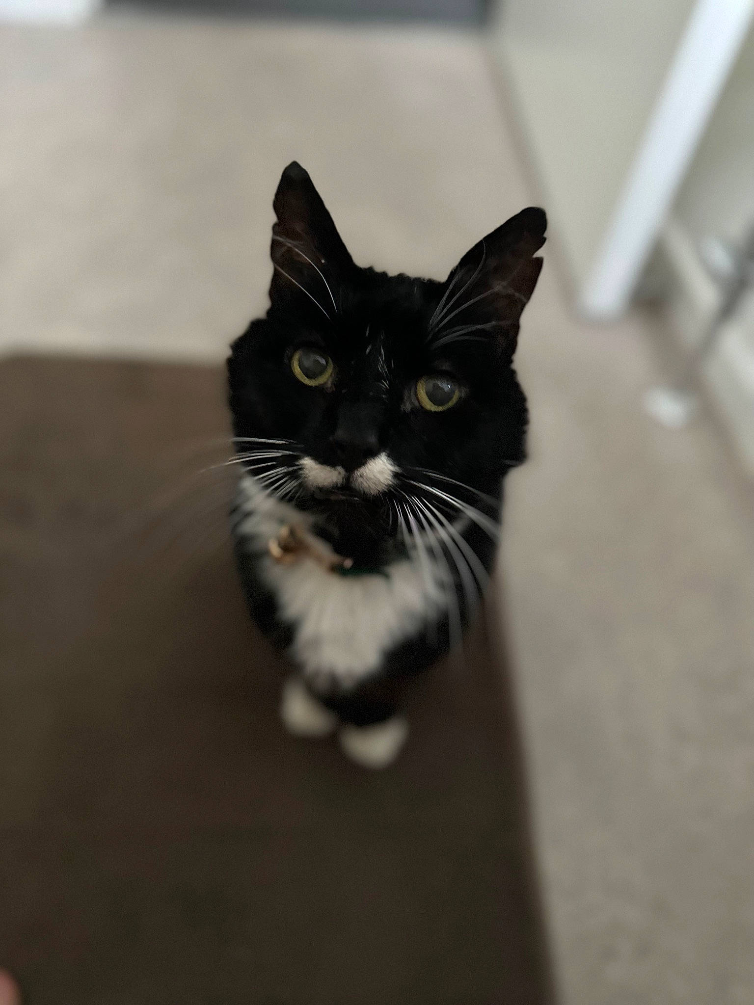 Ali joined the competition — help win amazing prizes! carnivore, cat, domestic_short_haired_cat, felidae, flooring, fur, grey, hardwood, human_body, monochrome, monochrome_photography, paw, small_to_medium_sized_cats, snout, tail, terrestrial_animal, whiskers, window, wood