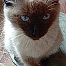 cat, siamese, blue_eyes, feline, pet, animal, sitting, chair, paw, fur, whiskers, indoor, floor, tile, wood_furniture, looking_up, domestic_cat, cute, close_up, portrait