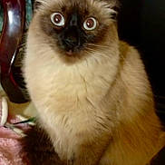 Eve joined the competition — help win amazing prizes! cat, siamese, fluffy, blue_eyes, pet, indoor, feline, animal, curious, sitting, fur, whiskers, ears, closeup, domestic, mammal, household, cozy, looking, wide_eyes