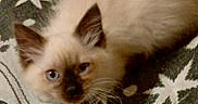 Eve is registered to the contest to win money with this photo: kitten, cat, siamese, blue_eyes, fur, pet, animal, curious, indoor, carpet, pattern, white, brown, soft, cute, small, young, looking_up, feline, domestic