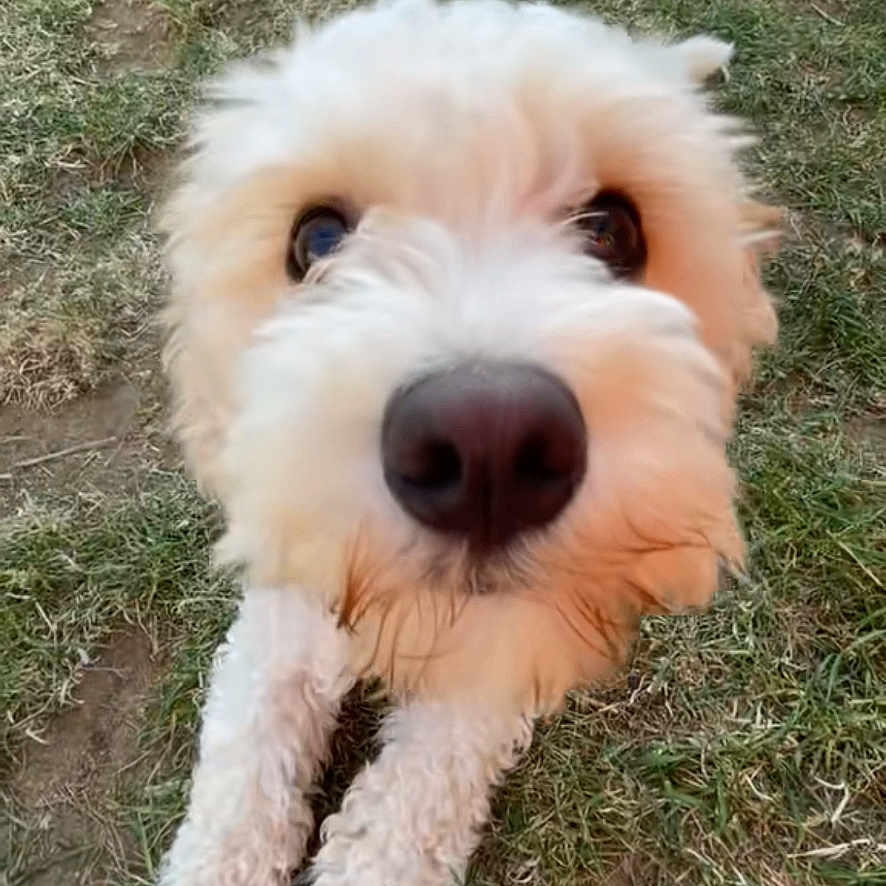 Ziggy