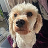 Ziggy joined the competition — help win amazing prizes! dog, pet, curly_fur, close_up, indoor, window, curtains, purple_blanket, nose, eyes, fur, animal, companion, cute, domestic, canine, sitting, furry, light, portrait