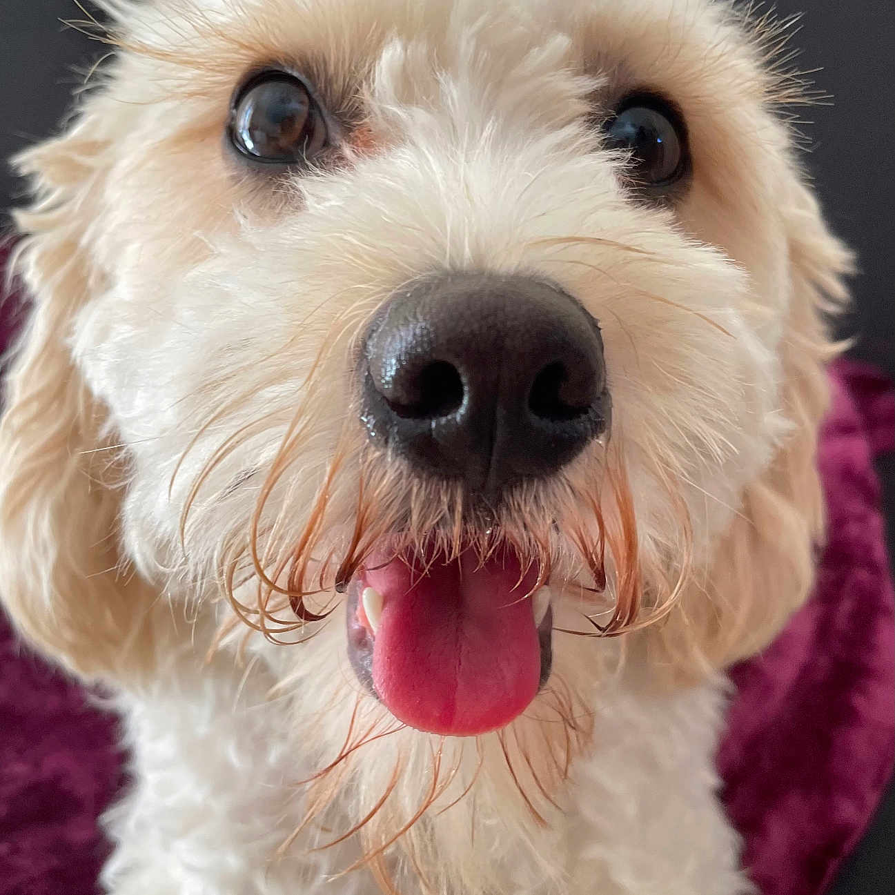 Ziggy