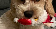 Ziggy is registered to the contest to win money with this photo: dog, toy, plush_toy, curly_fur, cream_color, pet, indoor, couch, furniture, close_up, animal, cute, sitting, looking, face, mouth, fluffy, domestic_animal, companion, cozy