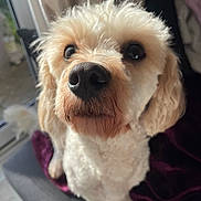 Ziggy joined the competition — help win amazing prizes! dog, close_up, curly_fur, cream_color, pet, indoor, chair, blanket, purple_blanket, nose, eyes, fur_texture, cozy, natural_light, looking_up, cute, animal, companion, soft_light, portrait