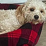 Ziggy joined the competition — help win amazing prizes! dog, pet_bed, curly_fur, cream_color, indoor, relaxed, cozy, plush, canine, resting, animal, furniture, household, soft, cute, companion, domestic_pet, portrait, comfort, floor