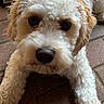 Ziggy is registered to the contest to win money with this photo: animal, brick, brown, canine, close_up, curly_hair, cute, dog, ears, face, floor, fluffy, front_legs, fur, indoors, laying, looking, nose, pet, white