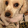 adorable, animal, blanket, close_up, companion, cozy, cream_color, curly_fur, cute, cute_pet, dog, domestic_animal, fur, indoor, leopard_print, looking_up, pet, small_dog, soft_texture, toy
