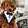 Teddy