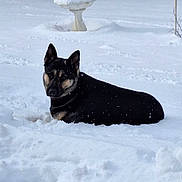 Ziggy joined the competition — help win amazing prizes! dog, snow, winter, outdoor, animal, black_dog, tan_dog, lying_down, snow_covered, birdbath, quiet, cold, nature, pet, canine, fur, background, calm, serene, daytime