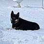 dog, snow, winter, outdoor, animal, black_dog, tan_dog, lying_down, snow_covered, birdbath, quiet, cold, nature, pet, canine, fur, background, calm, serene, daytime