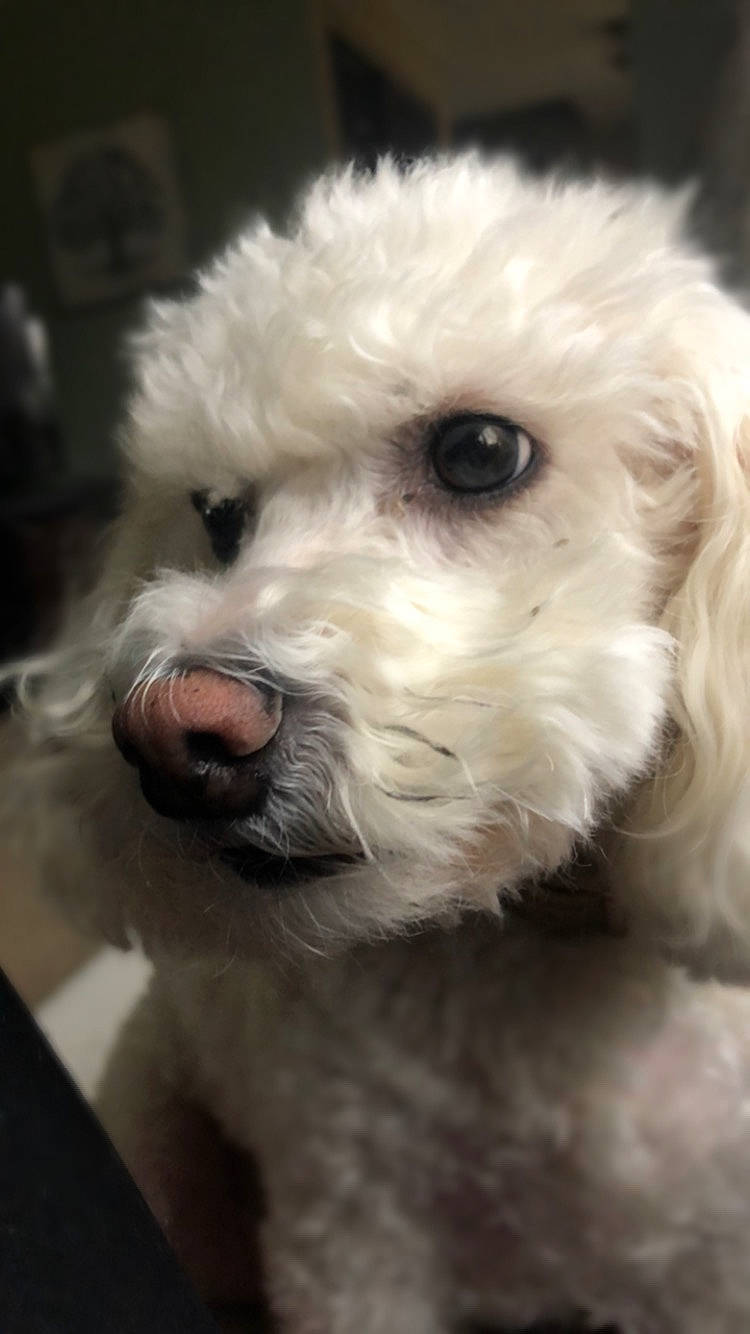 Bella joined the competition — help win amazing prizes! bichon, bichon_frise, bolognese, bolonka, canidae, carnivore, companion_dog, dog, dog_breed, havanese, maltepoo, maltese, mammal, miniature_poodle, nose, puppy, schnoodle, snout, toy_poodle, vertebrate