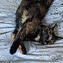 Lyra participe au concours pour gagner de l'argent avec cette photo : cat, tortoiseshell, sleeping, bed, blanket, patterned, fur, paws, relaxed, indoor, animal, pet, cozy, resting, cute, feline, whiskers, soft, cute_pet, domestic_cat