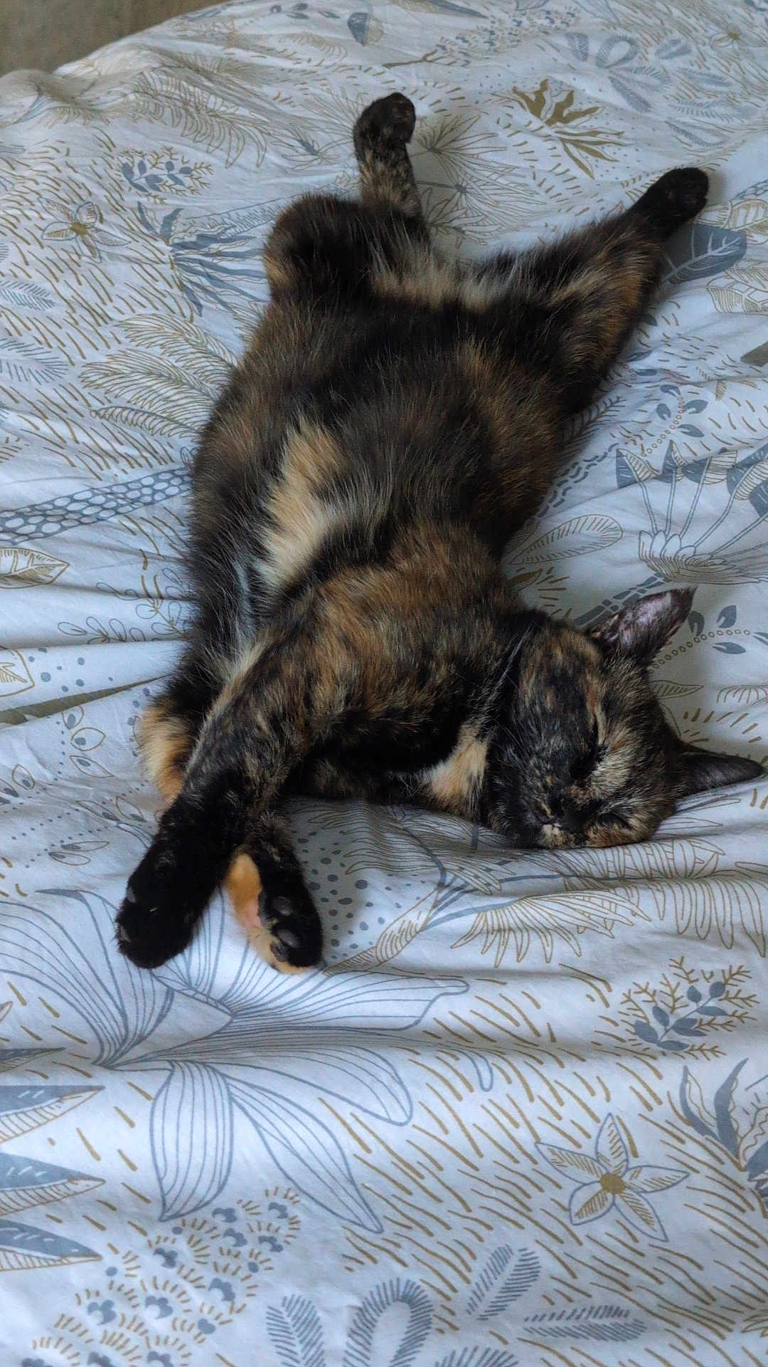 Lyra participe au concours pour gagner de l'argent avec cette photo : cat, tortoiseshell, sleeping, bed, blanket, patterned, fur, paws, relaxed, indoor, animal, pet, cozy, resting, cute, feline, whiskers, soft, cute_pet, domestic_cat