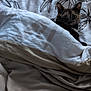 cat, blanket, bed, floral_pattern, curious, wide_eyes, cozy, indoor, pet, fur, resting, soft_texture, animal, comfort, domestic, cute, sleepy, hidden, cute_pet, relaxation