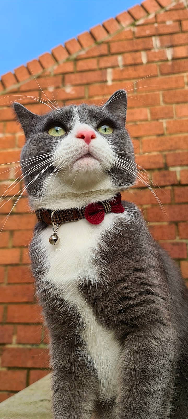 Blue is registered to the contest to win money with this photo: brick, brickwork, carnivore, cat, collar, facial_expression, felidae, fur, grey, iris, natural_material, neck, pet_supply, small_to_medium_sized_cats, snout, terrestrial_animal, tongue, tooth, vertebrate, whiskers