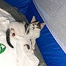 kitten, cat, pet, animal, white_blanket, blue_enclosure, mesh, indoor, young_cat, feline, curious, resting, small, cute, fur, whiskers, playful, paws, tail, eyes
