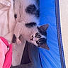 Chipie a rejoint le concours — aidez-le/la à gagner de superbes lots ! kitten, cat, black_and_white, fur, blanket, pink_toy, tent, blue, cozy, resting, indoor, curious, pet, animal, cute, small, soft, comfort, laying, young