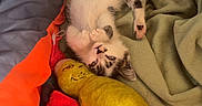 Chipie participe au concours pour gagner de l'argent avec cette photo : kitten, cat, toy, bed, blanket, plush_toy, feline, pet, indoor, cozy, sleeping, colorful, soft, cute, animal, resting, small, cage, playful, comfort