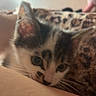 Chipie participe au concours pour gagner de l'argent avec cette photo : kitten, cat, animal, pet, feline, curious, closeup, blurred, indoor, blanket, leopard_print, soft_lighting, whiskers, ears, face, cute, young, domestic_cat, cozy, home