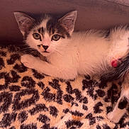 Chipie participe au concours pour gagner de l'argent avec cette photo : kitten, cat, animal, pet, leopard_print, blanket, fur, indoor, resting, cute, face, paw, young, feline, cozy, soft, lying_down, ears, whiskers, curious
