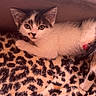 kitten, cat, animal, pet, leopard_print, blanket, fur, indoor, resting, cute, face, paw, young, feline, cozy, soft, lying_down, ears, whiskers, curious