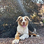 Bounty a rejoint le concours — aidez-le/la à gagner de superbes lots ! dog, canine, outdoor, sunlight, rocks, nature, leafy_background, happy, tongue_out, relaxed, pet, animal, lying_down, brown_and_white, fur, daylight, garden, sunbeam, summer, peaceful