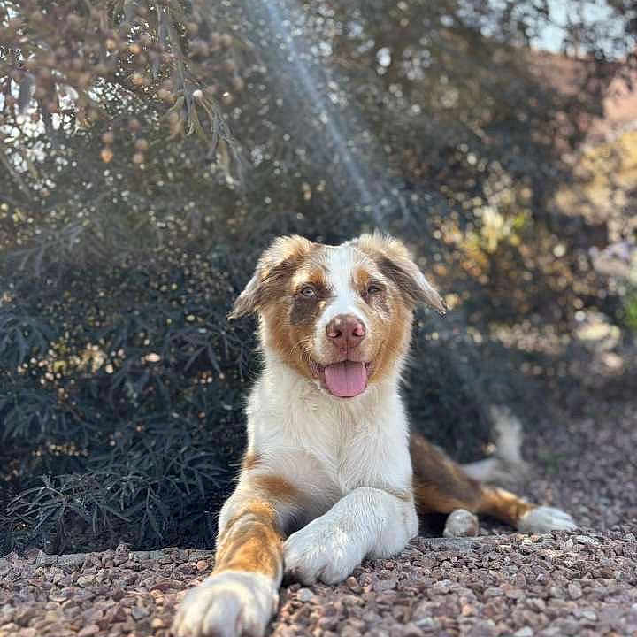Bounty a rejoint le concours — aidez-le/la à gagner de superbes lots ! dog, canine, outdoor, sunlight, rocks, nature, leafy_background, happy, tongue_out, relaxed, pet, animal, lying_down, brown_and_white, fur, daylight, garden, sunbeam, summer, peaceful