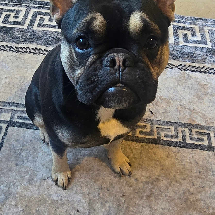 Bear joined the competition — help win amazing prizes! animal, bostonbull, boxer, bulldog, canine, cat, dog, frenchbulldog, pet, pitbull, puppy, snout, text