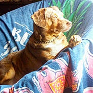 Copper is registered to the contest to win money with this photo: dog, canine, pet, animal, blanket, chair, furniture, indoors, resting, relaxed, brown_dog, collar, chain, looking_away, side_view, cozy, comfort, domestic, fur, portrait