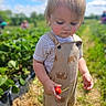 Kole is registered to the contest to win money with this photo: toddler, child, strawberry, fruit, outdoor, field, sunny, daytime, greenery, plants, overalls, striped_shirt, elephant_pattern, curious, holding, nature, portrait, young_child, baby, summer